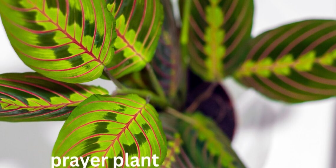 prayer plant