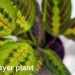 prayer plant