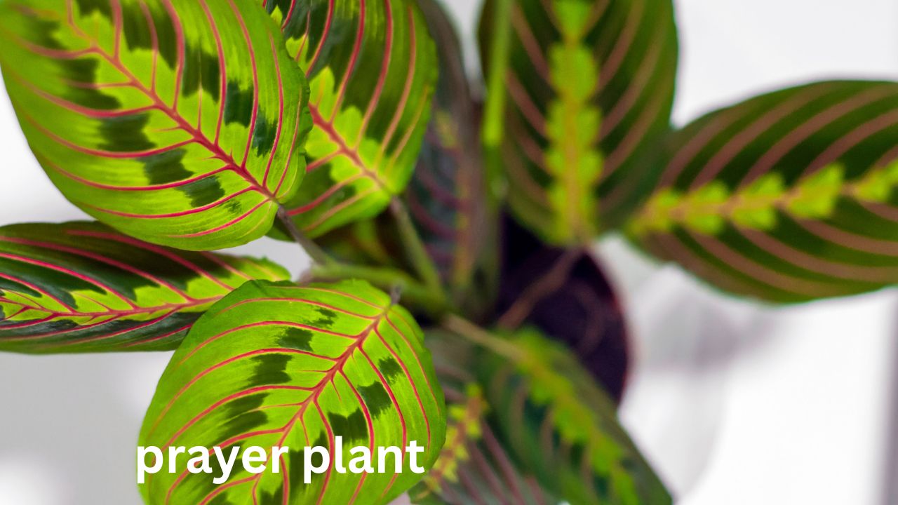 prayer plant