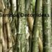 Bamboo Decor Ideas