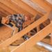 Attic Insulation